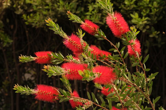 Pianta di Callistemon con bellissimi fiori rossi