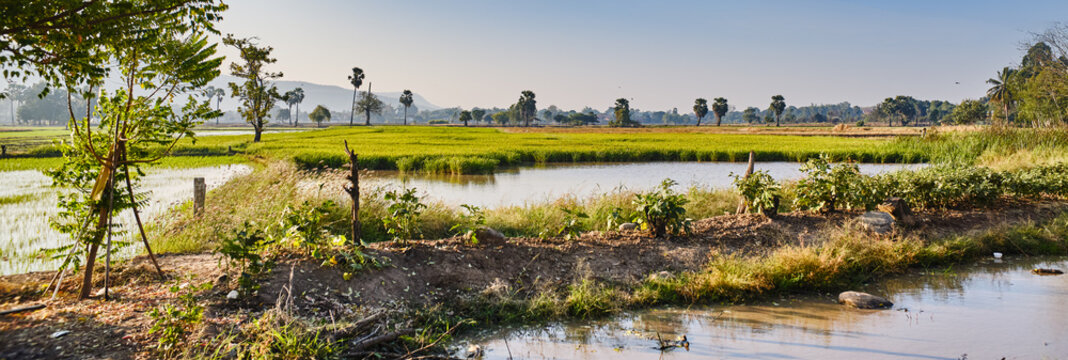 Rice fields in Phitsanulok Thailand