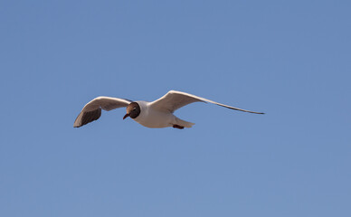 seagull in flight