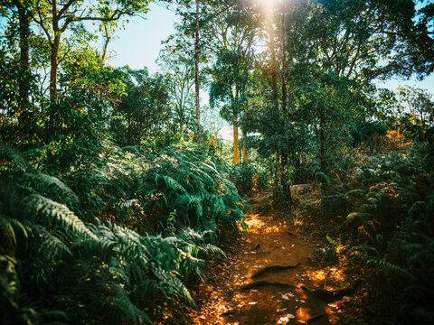 hiking path in phu suan sai national park