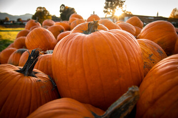 Kürbis im Sonnenuntergang