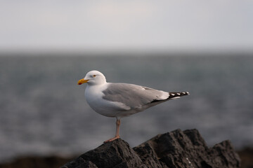 Seagull