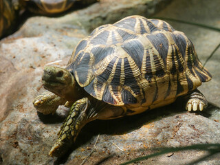 Burmese star tortoise (Geochelone platynota) is a critically endangered tortoise species, native to the dry, deciduous forests of Myanmar (Burma).