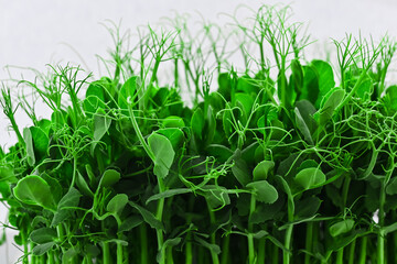 Fresh sprouts of pea microgreens. pea microgreens in a plastic container. healthy food concept. gardening at home.