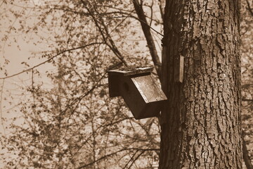 A sepia photo of a small bird house made out of wooden planks and logs hanging from an old tree growing in the middle of a dense forest spotted on a warm spring day in Poland