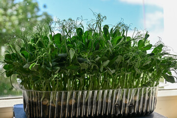 Organic pea microgreen sprouts growing in a plastic box