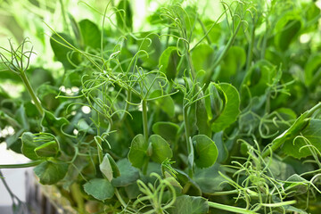 Close up of pea microgreen sprouts