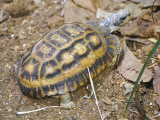 Flat-backed spider tortoise (Pyxis planicauda), more commonly known as the flat-tailed tortoise, and Madagascan flat-tailed tortoise, is a tortoise that belongs to the family Testudinidae.