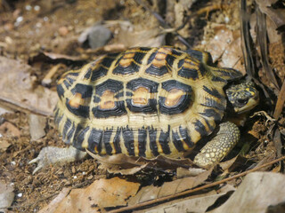 Flat-backed spider tortoise (Pyxis planicauda), more commonly known as the flat-tailed tortoise, and Madagascan flat-tailed tortoise, is a tortoise that belongs to the family Testudinidae.