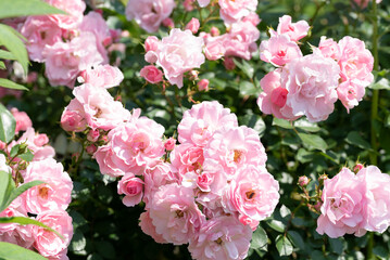 春のバラ園に咲くピンク色のバラ