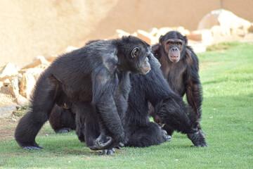 Chimpanzee parent and baby