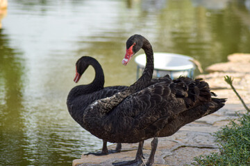 black swan on the lake