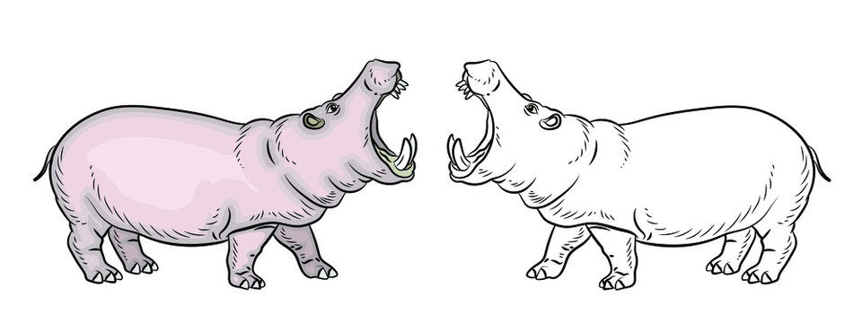 In the animal world. An image of an African hippo.
 Black-and-white and color drawing, coloring. Vector drawing.