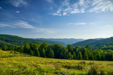 Fototapeta na wymiar Forest landscape in mountains with meadow