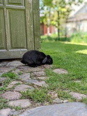 black rabbit bunny in the garden in summer