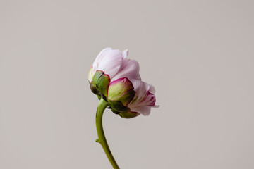 One single pink peony flower with green leaves on grey spring background. Repetition botany floral wallpaper or greeting card. Nature design idea concept.
