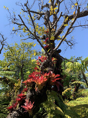 Trees in a beautiful garden, shady atmosphere.