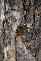 夏の東京の蝉
japanese cicada