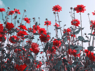 Red dahlia flowers autumn landscape. Bright red daisy flower on blue sky background. Bouquet of red dahlia. Chrysanthemum on the meadow. Field of autumn flower. Vintage card, turquoise background.