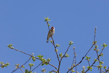 A goldfinch (Carduelis carduelis) bird in the sunlight on a green tree branch. Spring beauty concept. Portrait on light backdrop. Nature landscape. Blue sky background.