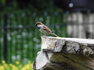 Sparrow on a tree stump
