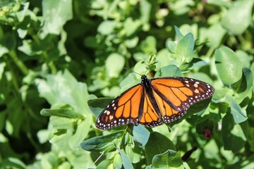 monarch butterfly on a flower