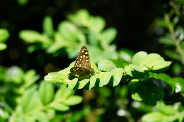Speckled Wood Butterfly (Pararge aegeria) perched on green leaf in Zurich, Switzerland