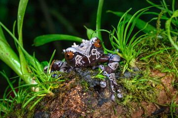 white-brown masked forest frog sitting on a log