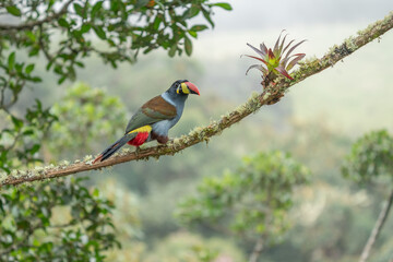 beautiful colored plate-billed mountain toucan (Andigena laminirostris) sitting n the branch very near in the cloud forest
