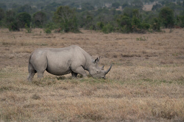 Obraz premium White Rhinoceros Ceratotherium simum Square-lipped Rhinoceros at Khama Rhino Sanctuary Kenya Africa.