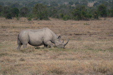 White Rhinoceros Ceratotherium simum Square-lipped Rhinoceros at Khama Rhino Sanctuary Kenya Africa.