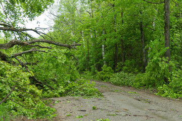 Tree Damage Rural Ontario Storm Damages May 21, 2022