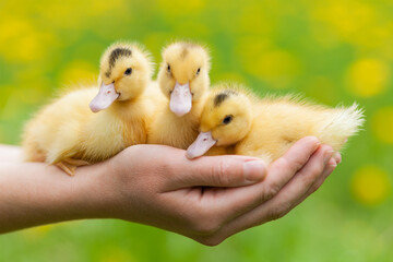 Yellow ducklings in the hands on a background of grass. Mulard chicks.