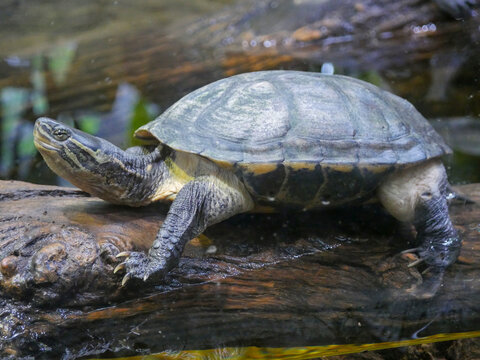 Turtles are an order of reptiles known as Testudines, characterized by a shell developed mainly from their ribs.