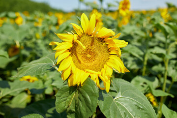 A sunny field of sunflowers in glowing yellow light. A bright yellow and fully bloomed sunflower, oil natural , agriculture