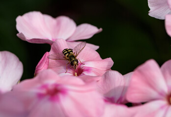 Hoverfly on pink flower