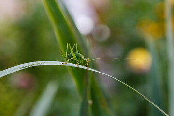 grasshopper on the grass