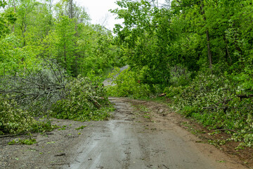 Tree Damage Rural Ontario Storm Damages May 21, 2022