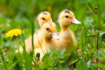 Little ducklings mulard in the grass, yellow fluffy geese.