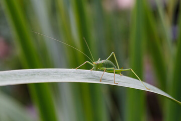 grasshopper on the grass