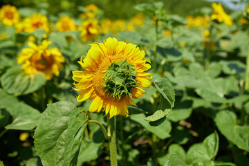 Close up of sunflowers in glowing yellow light