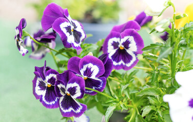 Wittrock violet flowers in a pot outdoors.