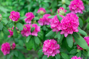 różowy rododendron w ogrodzie - obrazy, fototapety, plakaty