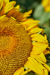 Close up of sunflowers in glowing yellow ligh, A bright yellow and fully bloomed sunflower field, oil natural , agriculture.