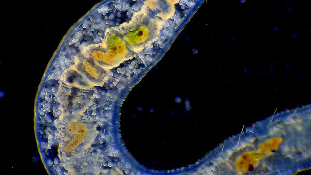 Micro organism - Flat worm crawling