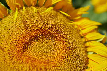 Close up of sunflowers in glowing yellow ligh, A bright yellow and fully bloomed sunflower field, oil natural , agriculture.