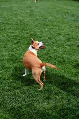 A beautiful young dog turns to the call of the owner against the background of the lawn. View from the back. Playing with a pet. Jack russell staff cross.