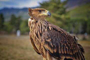 Mountain eagle in the national park of Kazakhstan