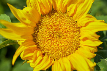 A sunny field of sunflowers in glowing yellow light. A bright yellow and fully bloomed sunflower, oil natural , agriculture