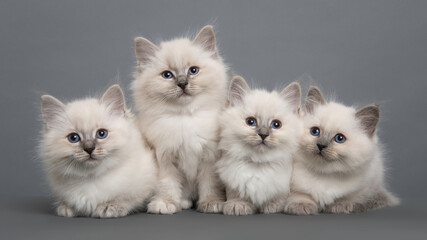 Four cute ragdoll purebred kittens togehter looking at the camera on a grey background